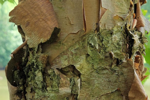 River Birch Bark